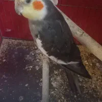 عروس نر یکساله