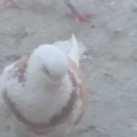 کبوتر