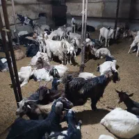 بز و بزغاله فوری فروشی|حیوانات مزرعه|لواسان, |دیوار