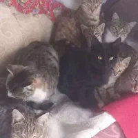 گربه نازوجذاب