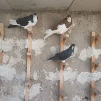 سه تا شهری زرنگ|پرنده|شیراز, شهرک مهرگان|دیوار