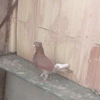 نقره ای  طوقی هفت‌رنگ سرخ فری  ساده هفت‌رنگ|پرنده|سبزوار, امیر کبیر|دیوار