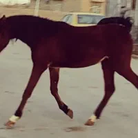 7 راس مادیان و...