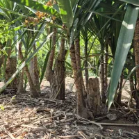 فروش گیاه یوکا با کیفیت