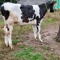 ۲ راس گاو (گوساله نر هلشتاین آمریکایی اصیل)|حیوانات مزرعه|آستانه اشرفیه, |دیوار