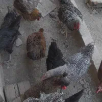 مرغ وخروس|حیوانات مزرعه|مشهد, شهرک صنعتی توس|دیوار