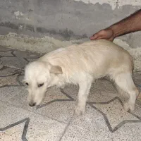 پاکوتاه ماده