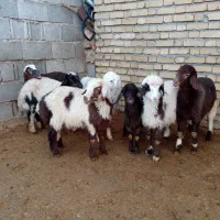 میش وبره|حیوانات مزرعه|کرمانشاه, |دیوار