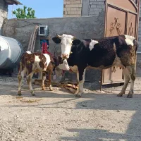 گاو شیری مونت