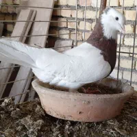 طوقی سرخ خال مشکی