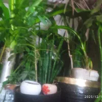 گل های آپارتمانی فروشی