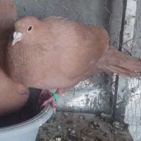 کبوتر گم شده
