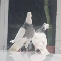 کبوترطوقی الماسی