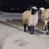 بره ماده