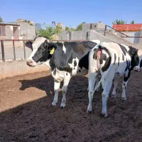 تلیسه گوساله