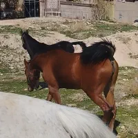 کره مادیان فروشی