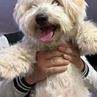 سگ نژاد ترکیبی شیتزو پودل بسیار جذاب و دوست داشتنی