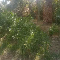 فروش نهال محلی تضمینی|خدمات باغبانی و درختکاری|نگین کویر, |دیوار