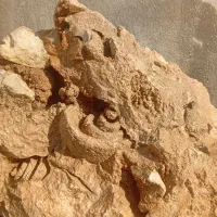 فسیل