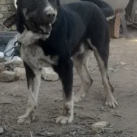 سگ پژدر جهت کشش