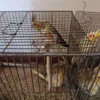 طوطی عروس بالغ به قیمت پیشنهادی و منصفانه شما|پرنده|رودبنه, |دیوار