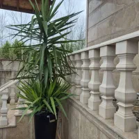 گل یوکا (خارجی)