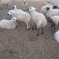 قصابی وزبح گوسفند