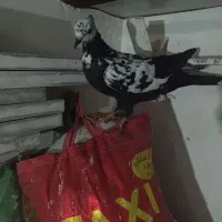 کفتر گمشده گوره