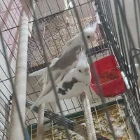 (فروش یامعاوضه با لاری اوشامو) 2 جفت عروس هلندی|پرنده|سلماس, |دیوار