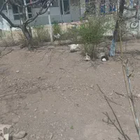 فروش فوری حیوانات