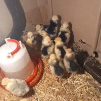 جوجه لهستانی و تخم مرغ نطفه دار