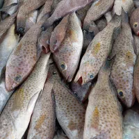 ماهی فروشی صیاد|خوردنی و آشامیدنی|فولادشهر, فولادشهر|دیوار