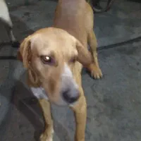 سگ شکاری فول پوینتر