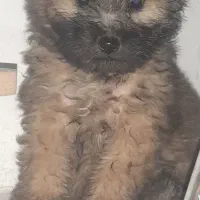 نژاد تریر|سگ|مشهد, میان ولایت|دیوار