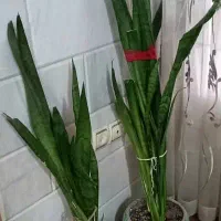 ۶ عدد گل سانسوریا و پتوس|گل و گیاه طبیعی|گلپایگان, |دیوار