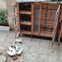 کبوتر با وسایل