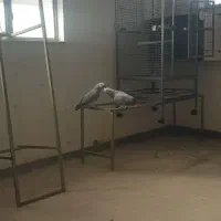 قفس بزرگ پرندگان|لوازم جانبی حیوانات|ساری, |دیوار