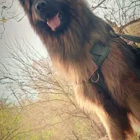 ژرمن شولاین کینگ