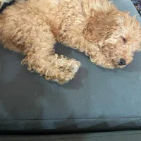 سگ نژاد پودل