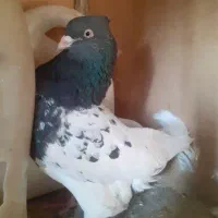 فروش ۱۸ عدد کفتر رنگی یکجا|پرنده|آباده, |دیوار