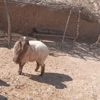 قوچ هترو جوان|حیوانات مزرعه|بجنورد, |دیوار