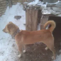 سگ دوزدید شده|حیوانات|باغ حلی, |دیوار