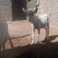 بره لاروف وبزغاله سانن اصل