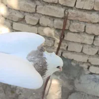 کبوتر طوقی  نر