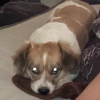 واگذاری سگ اشپیتز دو ساله