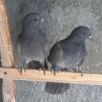 کبوتر پرشی سوسکی و سبز|پرنده|فولادشهر, فولادشهر|دیوار