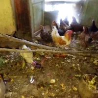 فروش مرغ محلی تخم زا قیمت توافقی|حیوانات مزرعه|بیرجند, |دیوار