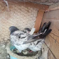 ۴جفت کفتر استثنایی مایه