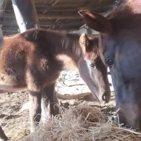 اسب|اسب و تجهیزات اسب‌سواری|گنبد کاووس, |دیوار