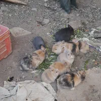 خرگوش لپ